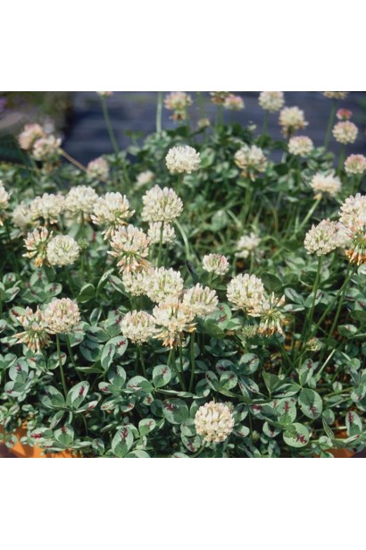 Цвітіння декоративної конюшини — білі квіти на тлі червоного листя